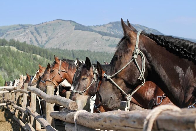 Teton View Horse Riding with Lunch - Is $495 a fair price?