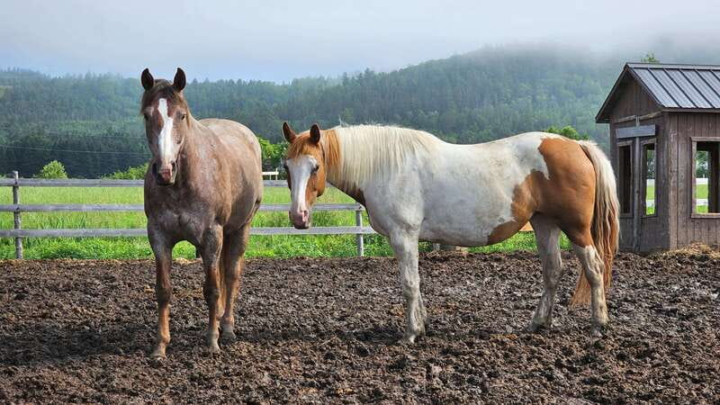 The Montagnarde: Guided horseback ride on mountain trails. - Why Horseback Is a Good Way to See Charlevoix