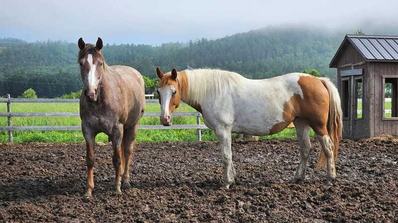 The Montagnarde: Guided horseback ride on mountain trails. - A Small Group Makes the Ride More Personal