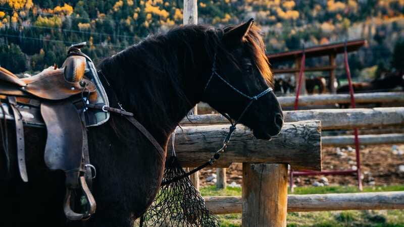 The Montagnarde: Guided horseback ride on mountain trails. - What the $122 Price Really Buys