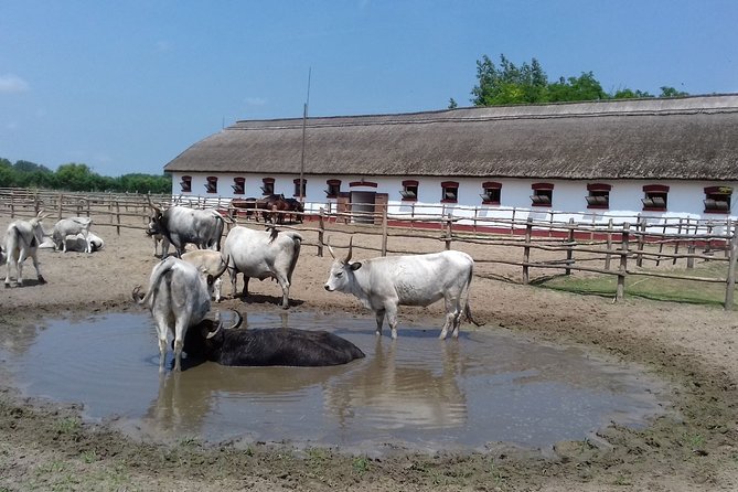 The "Puszta" Horse Show - A Hungarian lunch with time to slow down