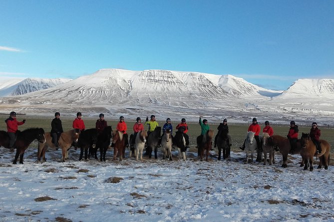 The Viking Horse Riding Experience in North Iceland - Why the Icelandic horse makes this ride different
