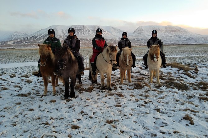 The Viking Horse Riding Experience in North Iceland - Trying the tölt on the return