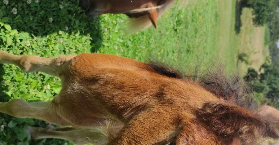 Thessaloniki:Horse Riding in a farm - Meeting the horses and learning the basics