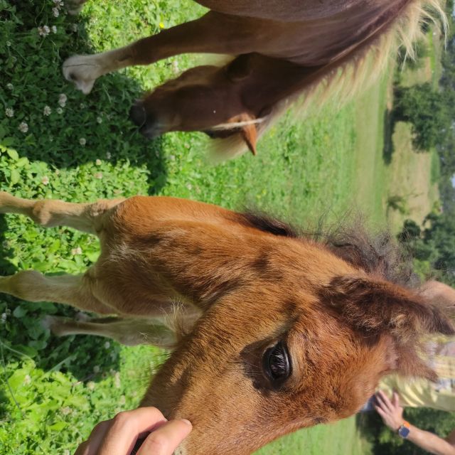 Thessaloniki:Horse Riding in a farm - Why the scenery makes the trip worthwhile