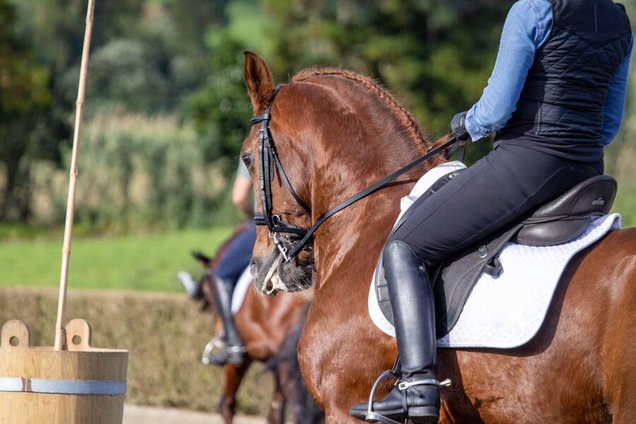 Torremolinos: Guided tour to stables of El Ranchito - Should you book the El Ranchito stable tour?