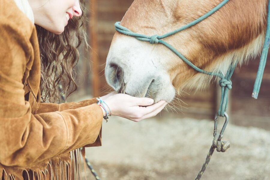 Torremolinos: Guided tour to stables of El Ranchito - Photos, access, and practical comfort