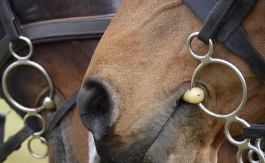 Torremolinos: Guided tour to stables of El Ranchito - Booking tips for a smoother afternoon