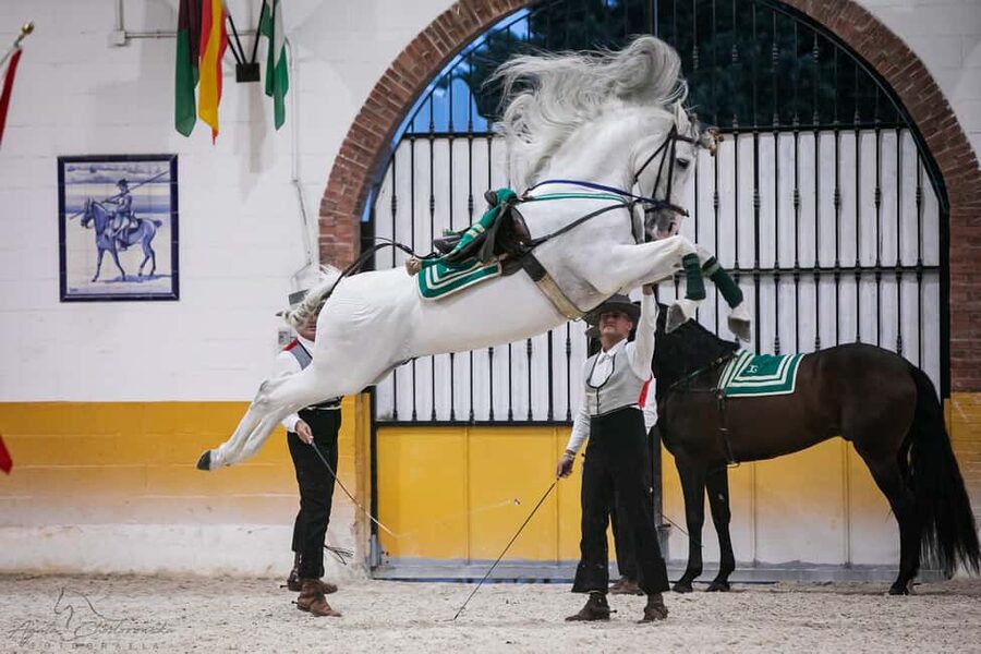 Torremolinos: Spanish horse and flamenco show - The flamenco and horse partnership