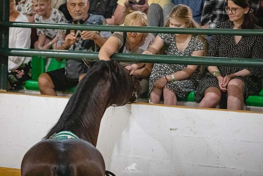 Torremolinos: Spanish horse and flamenco show - Getting there from Málaga and the Costa del Sol