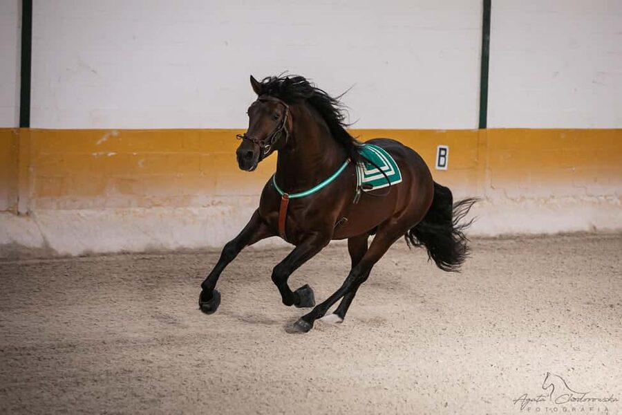 Torremolinos: Spanish horse and flamenco show - Why the stable tour is worth adding
