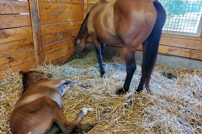 Unique Horse Farm Tours with Insider Access to Private Farms - Why this tour gets you closer to Kentucky’s horse world
