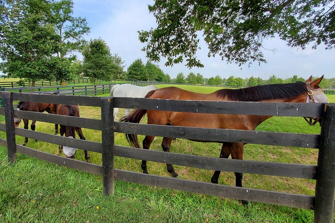 Unique Horse Farm Tours with Insider Access to Private Farms - What the three-hour schedule feels like