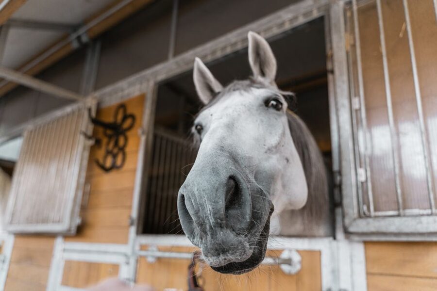 Vienna: Secrets of the Fiaker & Horse-Drawn Carriage Ride - What you learn about the Fiaker horses