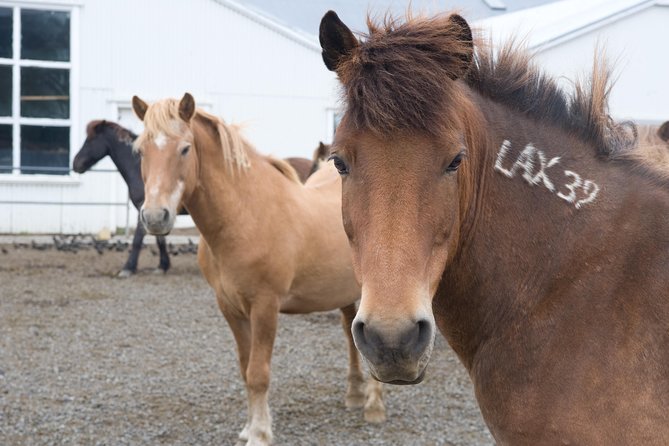 Viking Horse Riding and Golden Circle Tour from Reykjavik - How the schedule feels over nine hours