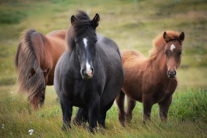 Viking Horse Riding and Golden Circle Tour from Reykjavik - Who should book this experience