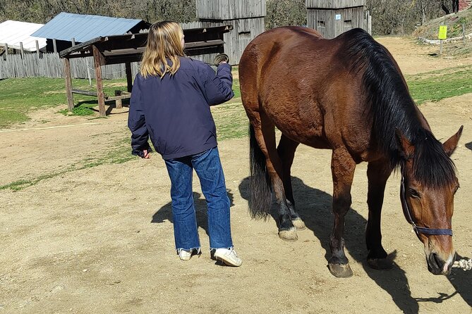 Visit a Farm and Horseback Riding in Nature - Leaving Thessaloniki for a quiet horse farm