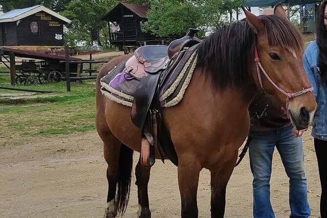 Visit a Farm and Horseback Riding in Nature - What the 35-minute ride is really like