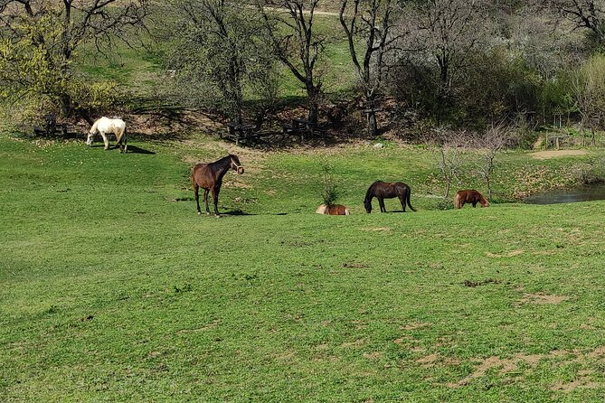 Visit a Farm and Horseback Riding in Nature - A useful stop before or after the trail