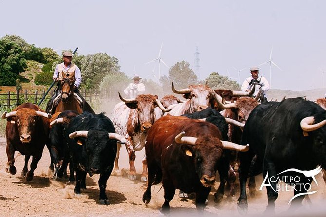 Visit Alvaro Domecq Horses and Brave Bulls in Freedom - Key points to know before booking