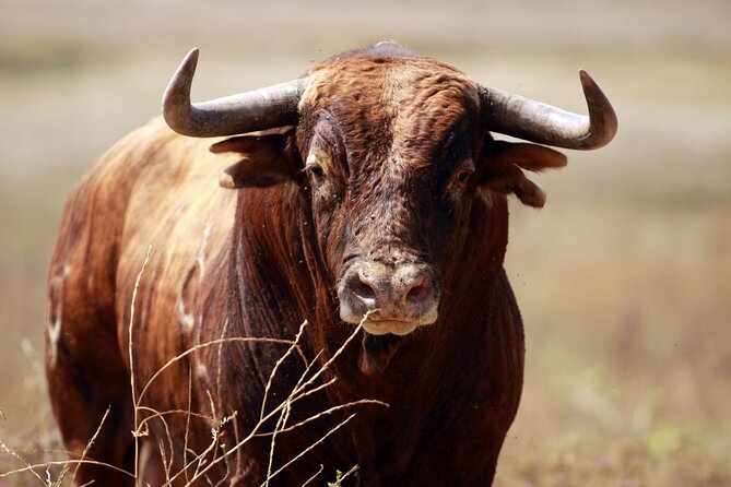 Visit Alvaro Domecq Horses and Brave Bulls in Freedom - Why this farm visit feels different from a standard horse show