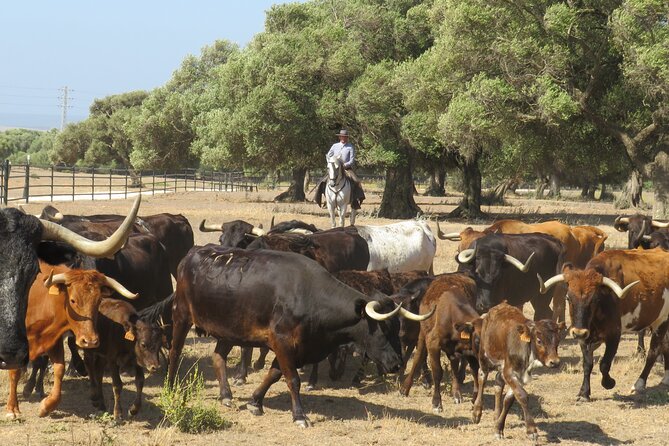 Visit Alvaro Domecq Horses and Brave Bulls in Freedom - How the experience fits into a Jerez itinerary