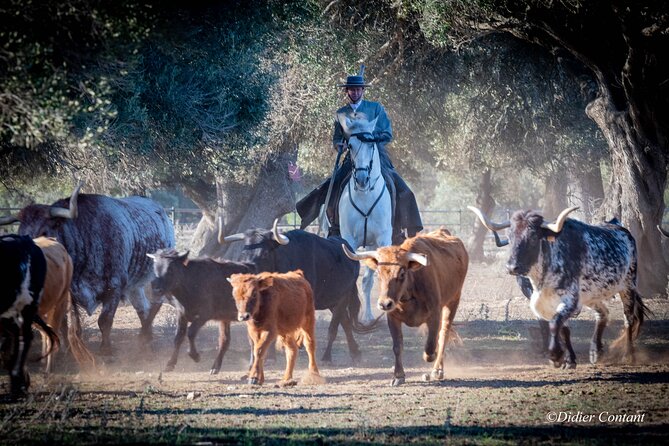 Visit Alvaro Domecq Horses and Brave Bulls in Freedom - The Torrestrella bulls and what you can expect to see