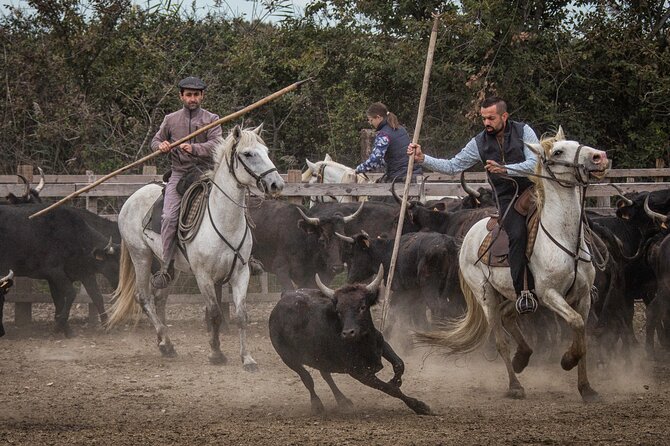 Visit and Discovery in the Heart of the Camargue - Key points to know before you book