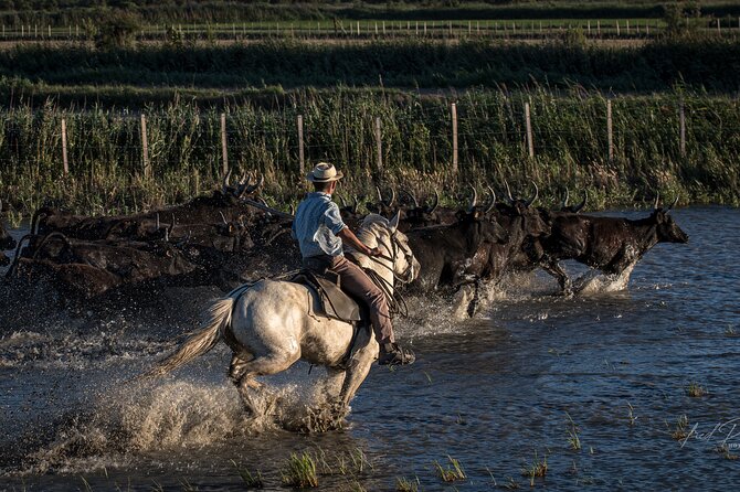 Visit and Discovery in the Heart of the Camargue - Why Grand Ponche feels different from a standard Provence outing