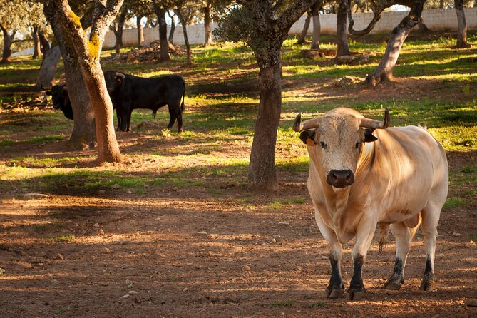 Visita Entre Toros y Caballos - Key things to know before visiting Reservatauro
