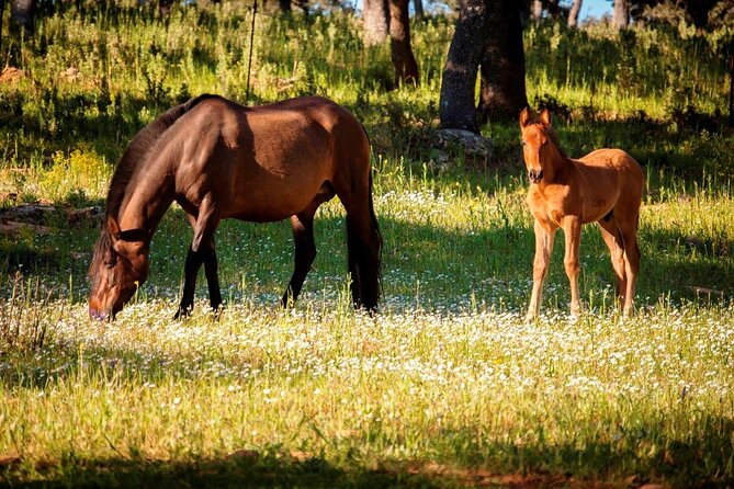 Visita Entre Toros y Caballos - Why this ranch visit feels different from a bullring tour