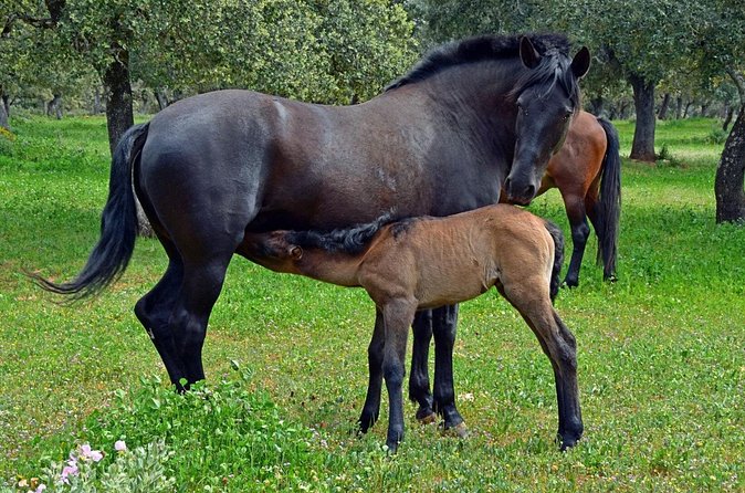 Visita Entre Toros y Caballos - The terrace and the pace of the visit