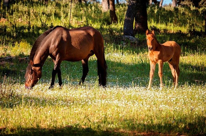 Visita Entre Toros y Caballos - Who will enjoy this experience most?
