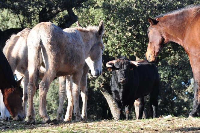 Visita Entre Toros y Caballos - Starting at the buildings, stables, and arena