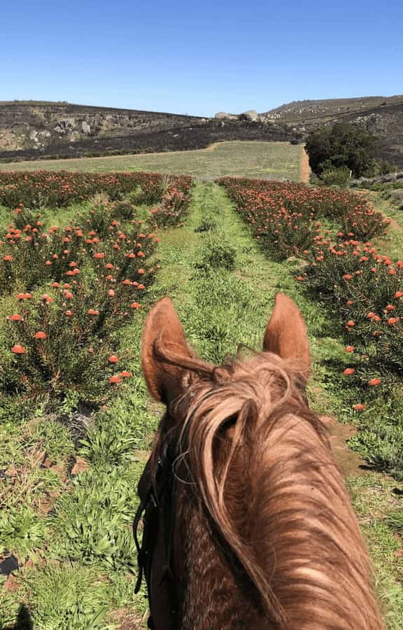 Vrede en Lust Wine Estate: 2H Horse Trail - Making the most of the bistro stop
