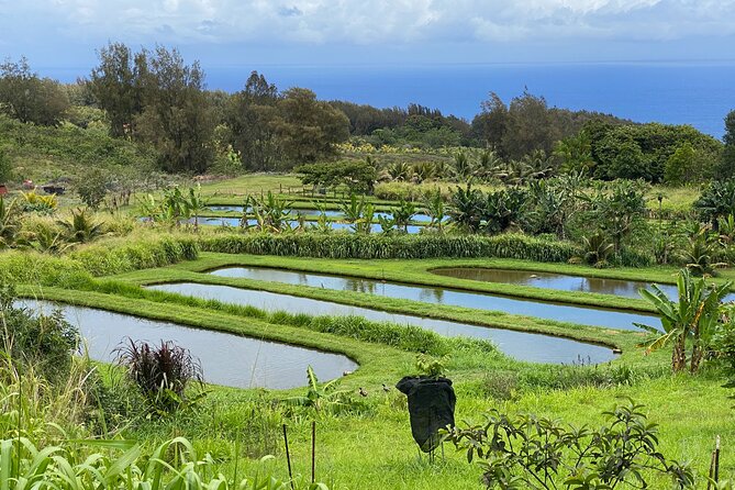 Waipi’o on Horseback: Mountain Ocean Views Working Cattle Ranch - What you see on the way to the coast