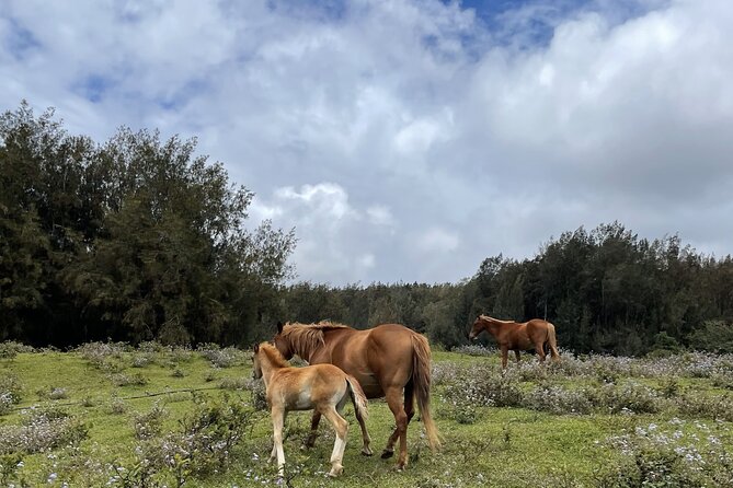 Waipi’o on Horseback: Mountain Ocean Views Working Cattle Ranch - A gentle ride, not a cowboy workout