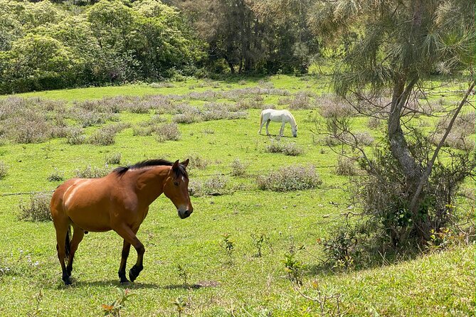 Waipi’o on Horseback: Mountain Ocean Views Working Cattle Ranch - Timing, meeting point, and the drive