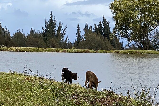 Waipi’o on Horseback: Mountain Ocean Views Working Cattle Ranch - Is $160 a fair price?