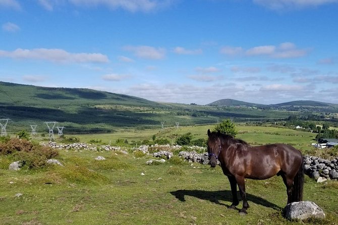 Wicklow Mountains Horse Trekking - A gentle start for first-time riders