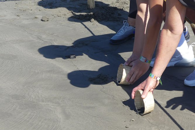 Wild & Free: Lagoon Boat, Beach Horseback, Crocs & Turtle Release - Lunch, local conversation, and an important price check
