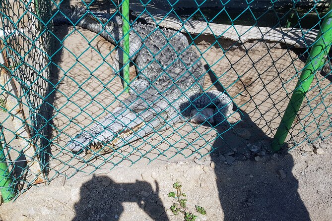 Wild & Free: Lagoon Boat, Beach Horseback, Crocs & Turtle Release - Releasing a baby turtle into the Pacific