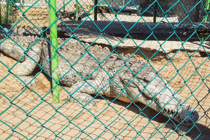 Wild & Free: Lagoon Boat, Beach Horseback, Crocs & Turtle Release - Pickup, timing, and practical planning