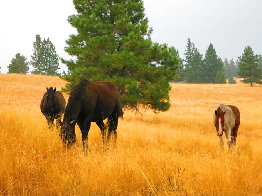 Wild Horse Island Flathead Lake Kayak Tour - Key points to know before booking