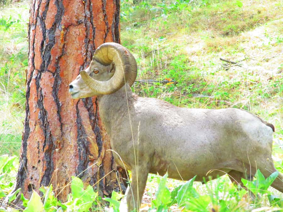 Wild Horse Island Flathead Lake Kayak Tour - Two hours among the trails and wildlife