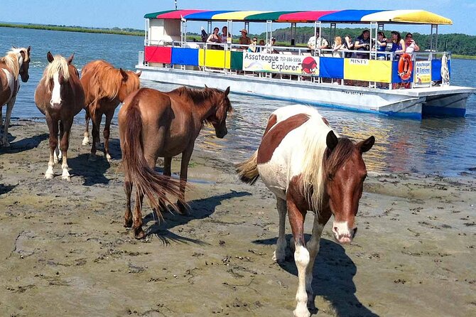 Wild Pony Watching Boat Tour from Chincoteague to Assateague - Key points to know before you book