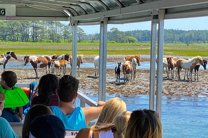 Wild Pony Watching Boat Tour from Chincoteague to Assateague - Why a boat is a good way to look for Assateague ponies