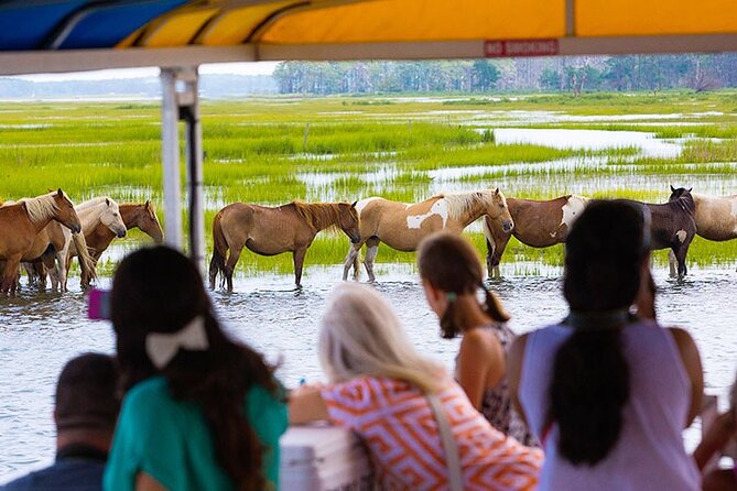 Wild Pony Watching Boat Tour from Chincoteague to Assateague - Cruising through Chincoteague National Wildlife Refuge