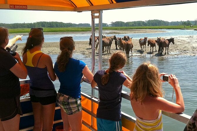 Wild Pony Watching Boat Tour from Chincoteague to Assateague - How good are the chances of seeing ponies and dolphins?