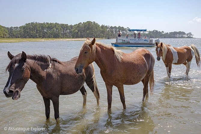 Wild Pony Watching Boat Tour from Chincoteague to Assateague - Accessibility and family considerations